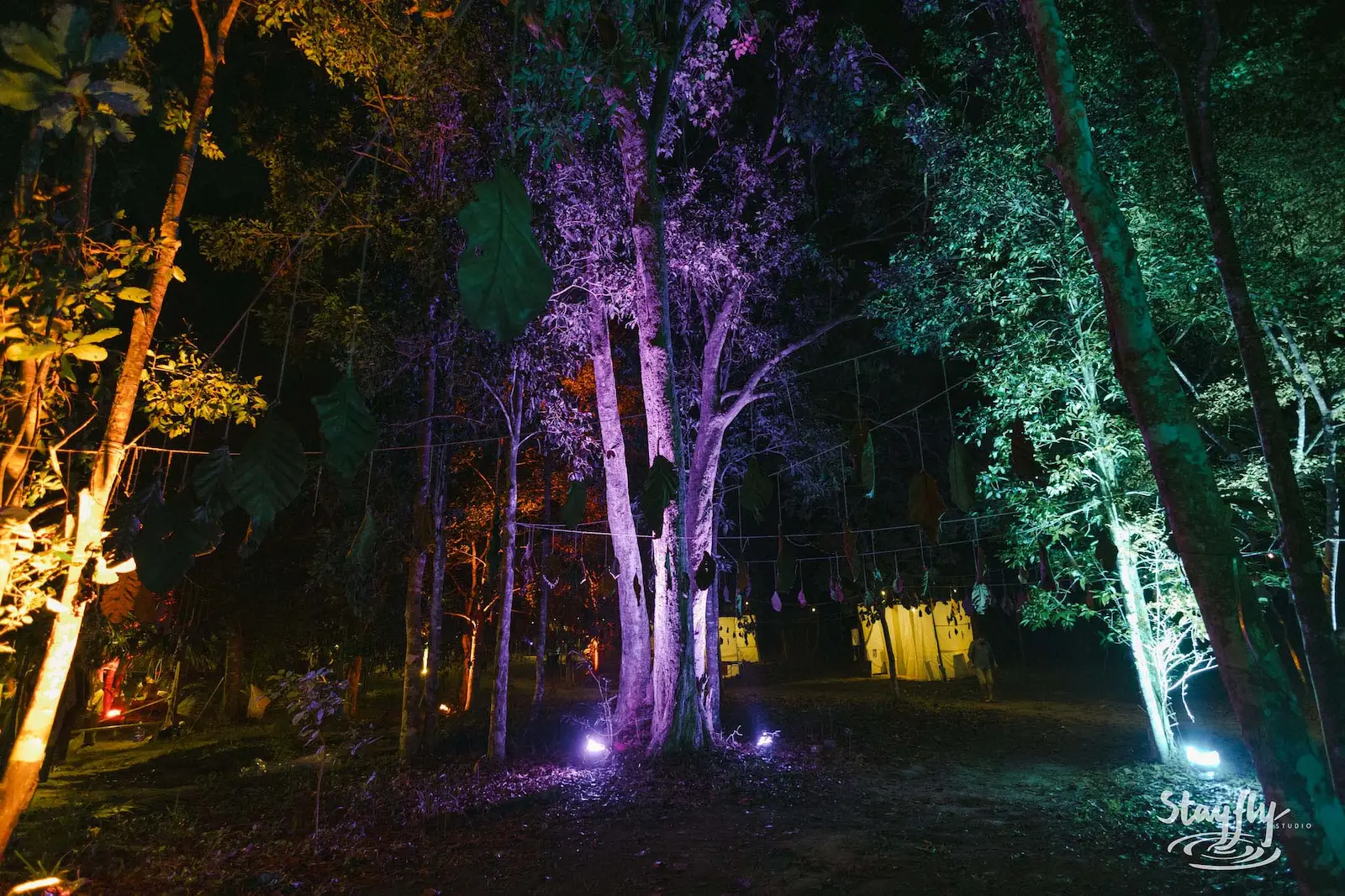 Empty forest lit purple and green at night.
